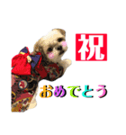 シーズーあんずちゃん（個別スタンプ：10）