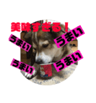 小太郎くんのLIFEスタイル（個別スタンプ：6）