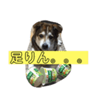 小太郎くんのLIFEスタイル（個別スタンプ：8）
