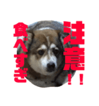 小太郎くんのLIFEスタイル（個別スタンプ：9）