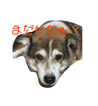 小太郎くんのLIFEスタイル（個別スタンプ：12）