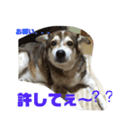 小太郎くんのLIFEスタイル（個別スタンプ：15）