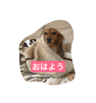 ミニチュアダックスのコールちゃん2（個別スタンプ：1）