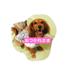 ミニチュアダックスのコールちゃん2（個別スタンプ：3）