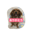 ミニチュアダックスのコールちゃん2（個別スタンプ：5）