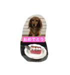 ミニチュアダックスのコールちゃん2（個別スタンプ：11）