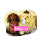 ミニチュアダックスのコールちゃん2（個別スタンプ：13）