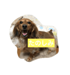 ミニチュアダックスのコールちゃん2（個別スタンプ：20）
