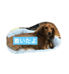 ミニチュアダックスのコールちゃん2（個別スタンプ：31）