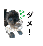 うちのぺぺ2（個別スタンプ：2）