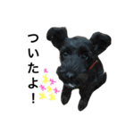 うちのぺぺ2（個別スタンプ：4）