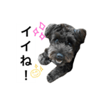 うちのぺぺ2（個別スタンプ：5）