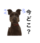 うちのぺぺ2（個別スタンプ：7）