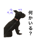うちのぺぺ2（個別スタンプ：9）