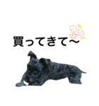 うちのぺぺ2（個別スタンプ：10）