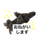 うちのぺぺ2（個別スタンプ：13）