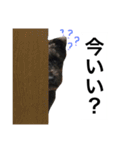 うちのぺぺ2（個別スタンプ：15）