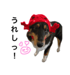 うちのぺぺ2（個別スタンプ：16）