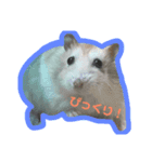 あまはむず（個別スタンプ：8）