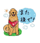 Every Day Dog ゴールデンレトリバー1（個別スタンプ：30）