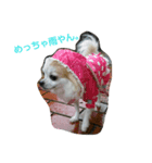 写真スタンプ 犬編（個別スタンプ：1）