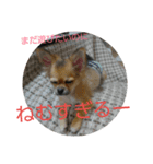 写真スタンプ 犬編（個別スタンプ：2）