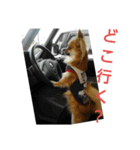 写真スタンプ 犬編（個別スタンプ：3）