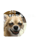 写真スタンプ 犬編（個別スタンプ：8）