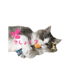 ノルウェージャンのノエル君（個別スタンプ：7）