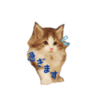 ノルウェージャンのノエル君（個別スタンプ：15）