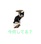 にゃんたち3（個別スタンプ：1）