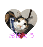にゃんたち3（個別スタンプ：3）