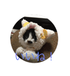 にゃんたち3（個別スタンプ：6）