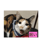 にゃんたち3（個別スタンプ：8）