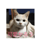 にゃんたち3（個別スタンプ：9）