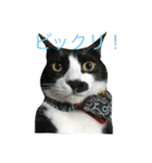 にゃんたち3（個別スタンプ：10）
