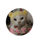 にゃんたち3（個別スタンプ：11）