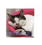 にゃんたち3（個別スタンプ：13）