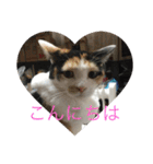 にゃんたち3（個別スタンプ：18）