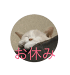 にゃんたち3（個別スタンプ：19）
