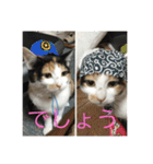 にゃんたち3（個別スタンプ：20）