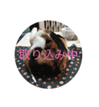 にゃんたち3（個別スタンプ：21）