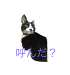 にゃんたち3（個別スタンプ：23）