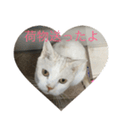 にゃんたち3（個別スタンプ：31）