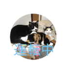 にゃんたち3（個別スタンプ：37）