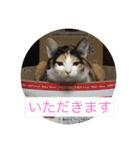 にゃんたち3（個別スタンプ：38）