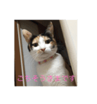 にゃんたち3（個別スタンプ：39）