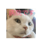 にゃんたち3（個別スタンプ：40）