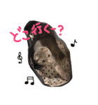 折れ耳姉弟らみ＆れお（個別スタンプ：1）
