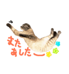 折れ耳姉弟らみ＆れお（個別スタンプ：2）